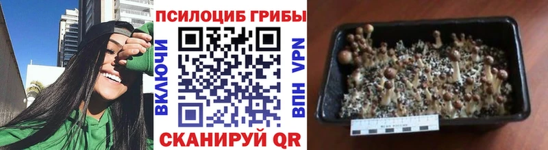Псилоцибиновые грибы Magic Shrooms  где можно купить   Нестеров 
